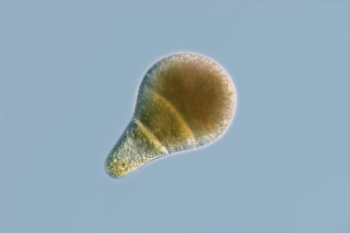 Fucus - Jeune embryon (Fucus vesiculosus) x70